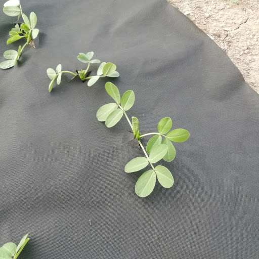 Non Woven Weed Control Fabric
